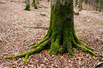 Obraz premium Close-up of a tree trunk with large moss-covered roots in a forest. The ground is covered with dry leaves, creating a natural autumn atmosphere. Perfect for nature, ecology, and woodland themes.