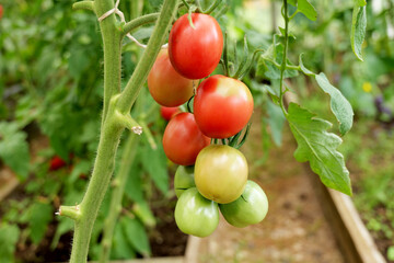 Fototapeta premium Tomatoes ripening on the vine inside a greenhouse. Organic farming and home gardening ensure a fresh, pesticide-free harvest for a healthy lifestyle