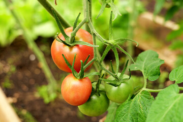 Tomatoes ripening on the vine inside a greenhouse. Organic farming and home gardening ensure a fresh, pesticide-free harvest for a healthy lifestyle