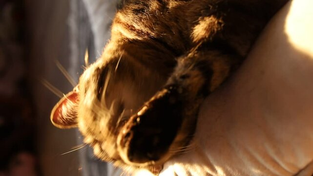 Golden hour with my three legged cat in California