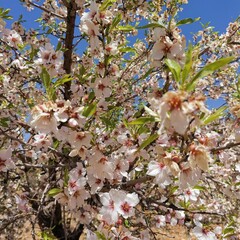 Almond tree blossoms bloom in spring