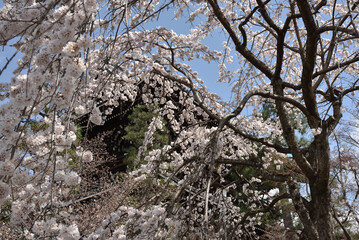 金戒光明寺　山門付近のサクラ(京都市左京区)