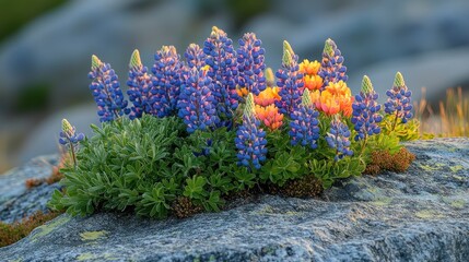 Obraz premium Vibrant blue and orange wildflowers blooming on a rock in golden sunlight.