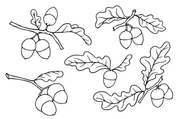 Set of linear sketches, oak tree branch outlines with acorns and leaves. Vector graphics. © Катерина Якубович