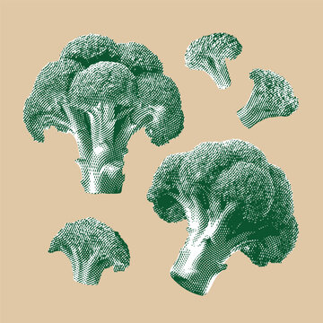 Broccoli Line Drawing Images – Browse 14,603 Stock Photos, Vectors, and ...