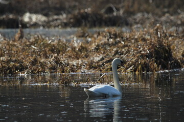 Beautiful swan swimming on a lake in beautiful sunny day. Swan background wallpaper. Two mute swans -cygnus olor- swimming at sunset