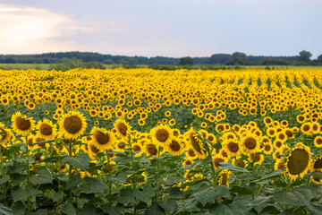 Fototapeta premium Sunflowers blooming in a field under cloudy sky