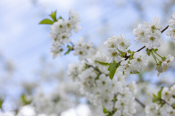 White cherry blossoms blooming on branch in spring