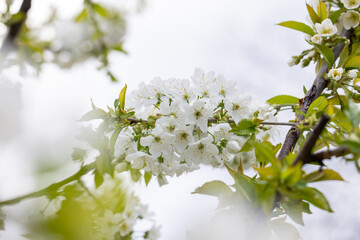 White cherry blossoms blooming on branch in spring