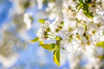 White cherry tree flowers blooming in spring with blue sky background