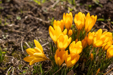 Yellow crocus flowers blooming in spring garden
