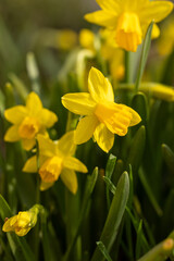 Yellow narcissus flowers blooming in spring garden