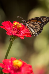 Flowers, butterflies and leaves of the garden
