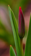 The splendor and vibrant colors of a bud tulip; Tulip; closeup photography