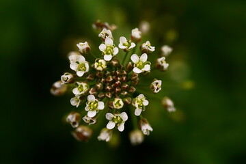 Medicinal herbs - shepherd's purse; Capsella Bursa-Pastoris; macro photography