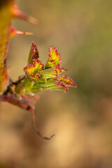New rose leaves growing in spring with thorns on stem