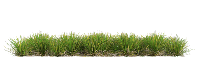 3d render of Lomandra or basket grass , isolated on transparent background, cutout . PNG