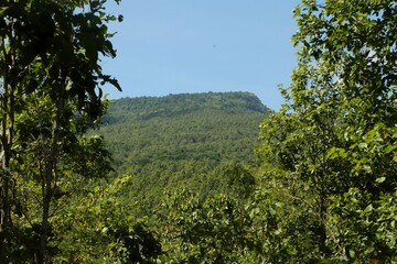 Lush Green Forest with Mountain Peak in Clear Blue Sky Background