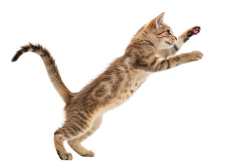 Obraz premium jump shorthair cat isolated on transparent background - generated by ai