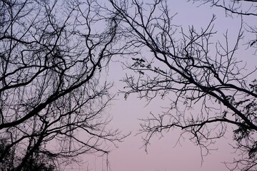 Silhouetted Tree Branches Against Soft Purple Twilight Sky