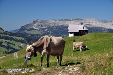 Fototapeta premium Kühe an der Alpe Jänzimatt