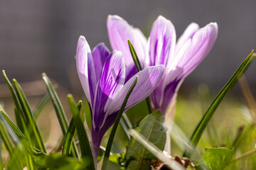 Naklejka premium Purple and white crocuses blooming in spring grass