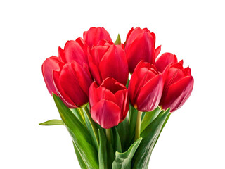 Fototapeta premium Red tulips isolated on white background.