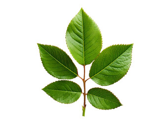 Fototapeta premium Green leaves isolated on white background