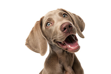 Brown weimaraner young dog is posing. Cute, happy crazy dog headshot smiling isolated on transparent background-generated by ai