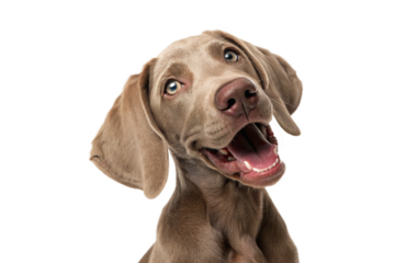 Brown weimaraner young dog is posing. Cute, happy crazy dog headshot smiling isolated on transparent background-generated by ai