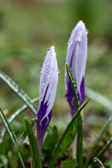 Two crocus flowers covered in dew drops emerging in spring