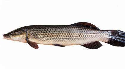 Obraz premium fresh snakehead fish on isolated background whole raw fish with shiny scales freshwater predator popular seafood ingredient for asian cuisine and traditional cooking