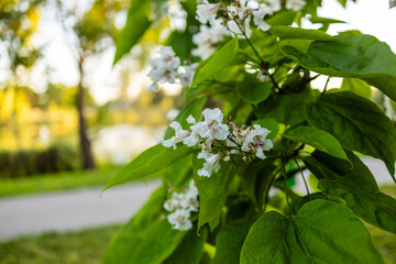 Obraz premium Beautiful catalpa blossom. White catalpa flowers and green leaves. Beautiful background. Catalpa flowers and leaves sway in the wind.