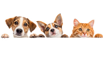 Dogs and Cats Peeking Over Web Banner Extracted isolated on transparent background-generated by ai
