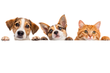 Dogs and Cats Peeking Over Web Banner Extracted isolated on transparent background-generated by ai