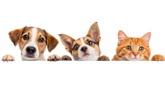 Dogs and Cats Peeking Over Web Banner Extracted isolated on transparent background-generated by ai