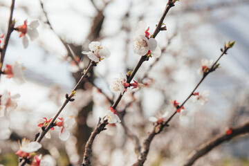 Flowering branches of apricot in a fruit garden