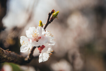 White and pink apricot flower in the center of the frame against the background of opening buds