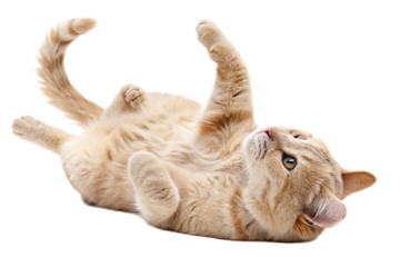 A beige cat lies on its back, playing and rolling around, with an isolated transparent background - generated by ai
