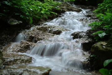 Tranquil forest stream cascading over rocks amidst lush greenery