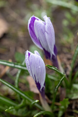 Fototapeta premium Two purple crocus flowers emerging in spring garden