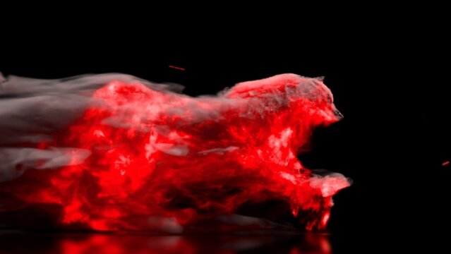 Wild Flame Logo Reveal