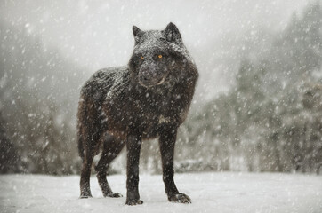  black canadian wolf in the forest during a snowfall