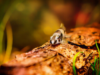 Protomyzon pachychilus panda loach, Yaoshania pachychilus river asia suckermouth fisch. Panda loach...