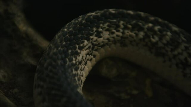 Close-up of a snake's scales, showcasing intricate patterns and textures in a dark environment.