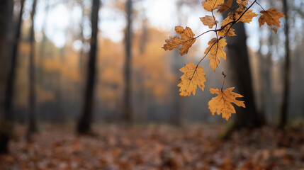 Colorful autumn leaves hang from branches in a serene forest setting during the late afternoon light