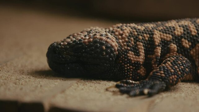 A close-up of a Gila monster resting on a textured surface. The reptile's black and orange patterned skin showcases its unique scales, with a softly blurred background emphasizing the creature.