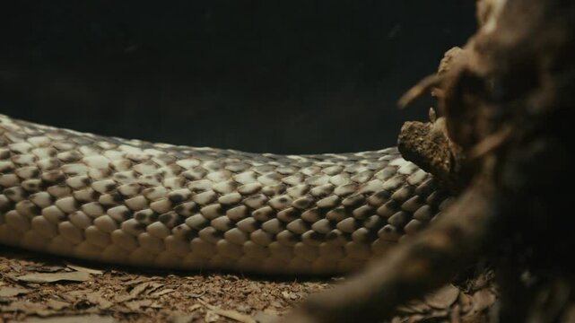 Close-up view of a snake's scales on the ground, surrounded by leaves and a tree root.