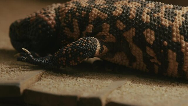 A close-up of a Gila monster resting on a textured surface. The lizard features a distinctive pattern of black and orange scales, showcasing its unique coloration and texture.