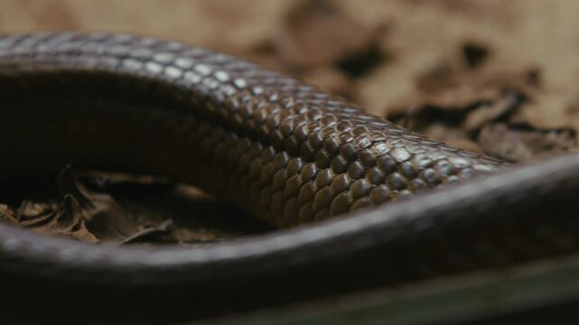 Close-up of a snake's scaly body on a natural background.